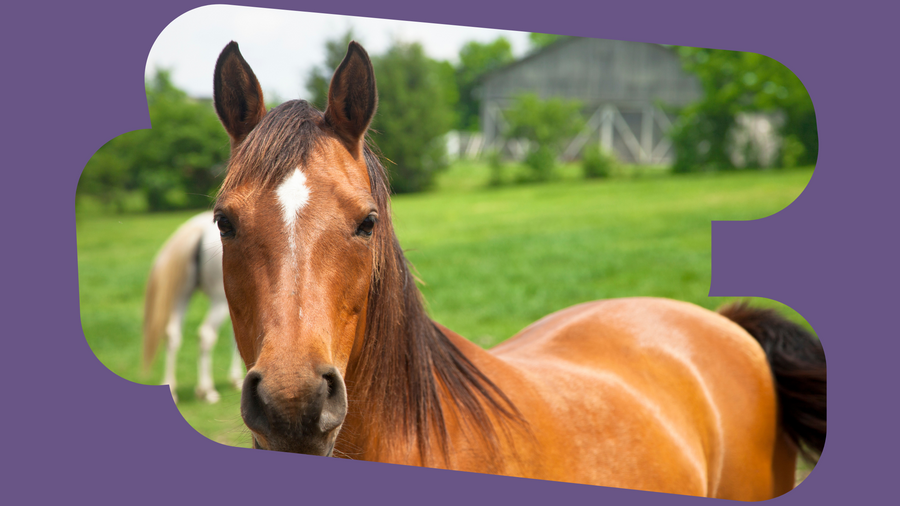 The Essential Guide to Horse Worming