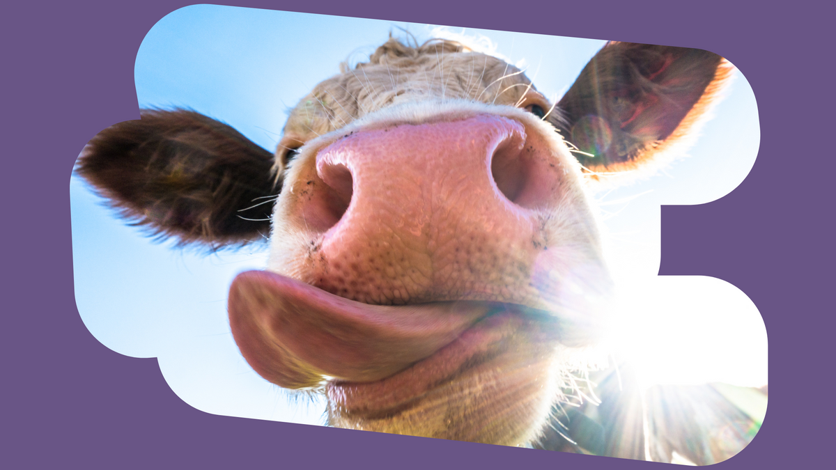 Navigating Cattle Facial Eczema Season · Purple cow