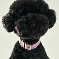 Frank Green Pet Collar with Name Tag - Blushed