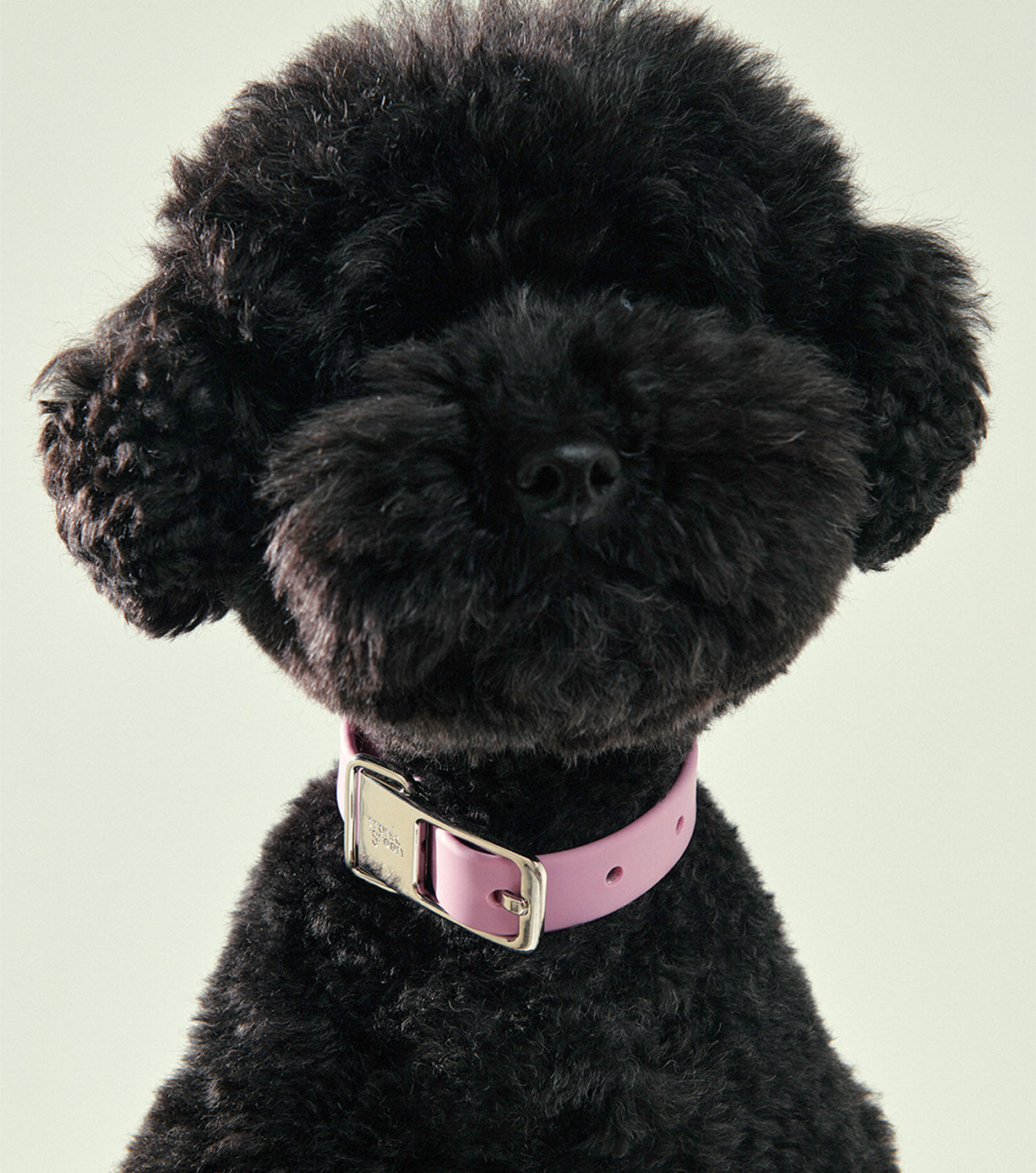 Frank Green Pet Collar with Name Tag - Blushed